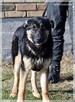 Bilbo - młody piesek w typie owczarka szuka domu - 7