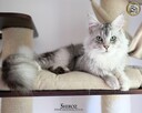 Kotka maine coon srebrzysta piękność - 9