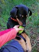 ZOJKA młoda wesoła suczka poleca się do adopcji - 7
