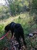 BOBIK łagodny piesek poleca się do adopcji - 7