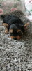 Yorkshire terrier - 2