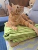 Simba szuka domu na zawsze - 1