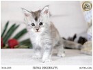 Kotka maine coon srebrzysta piękność - 5