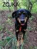 ZOJKA młoda wesoła suczka poleca się do adopcji - 2