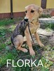 FLORKA młoda delikatna suczka szuka domu - 1