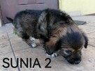 Szczeniak, sunia poleca się do adopcji - 2
