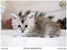 Kotka maine coon srebrzysta piękność - 4