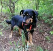 ZOJKA młoda wesoła suczka poleca się do adopcji - 4