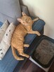 Simba szuka domu na zawsze - 4