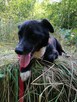BOBIK łagodny piesek poleca się do adopcji - 3
