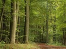 Działki budowlane w lesie na wodą warmińsko-maz - 11