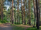 Działki budowlane w lesie na wodą warmińsko-maz - 12