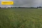 Krzywiec 52000 m2 gm. Aleksandrów Łódzki - 1