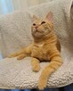 Simba szuka domu na zawsze - 2
