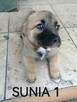 SUNIA 1 szczeniak szuka domu - 1