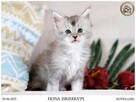 Kotka maine coon srebrzysta piękność - 8