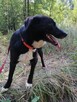 BOBIK łagodny piesek poleca się do adopcji - 2