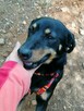 ZOJKA młoda wesoła suczka poleca się do adopcji - 5