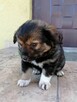 Szczeniak, sunia poleca się do adopcji - 8
