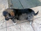 Szczeniak, sunia poleca się do adopcji - 5