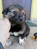 Szczeniak, sunia poleca się do adopcji - 4