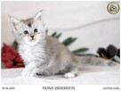 Kotka maine coon srebrzysta piękność - 6