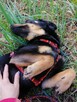 ZOJKA młoda wesoła suczka poleca się do adopcji - 6