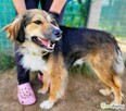 LIZAK - piękny psiak za kratami, ADOPTUJ - 3
