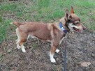 CZARUŚ młody wesoły piesek poleca się do adopcji - 6