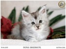 Kotka maine coon srebrzysta piękność - 3