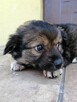 Szczeniak, sunia poleca się do adopcji - 3