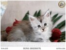 Kotka maine coon srebrzysta piękność - 2