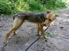 FLORKA młoda delikatna sunia szuka domu - 4