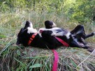 BOBIK łagodny piesek poleca się do adopcji - 5
