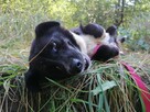 BOBIK łagodny piesek poleca się do adopcji - 4