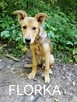 FLORKA młoda delikatna sunia szuka domu - 5