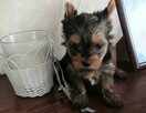Yorkshire terrier - 3