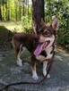 CZARUŚ młody wesoły piesek poleca się do adopcji - 3