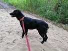 BOBIK łagodny piesek poleca się do adopcji - 8