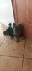 Yorkshire terrier - 5