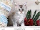 Kotka maine coon srebrzysta piękność - 7