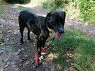 BOBIK łagodny piesek poleca się do adopcji - 6