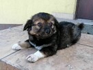 Szczeniak, sunia poleca się do adopcji - 6