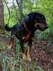 ZOJKA młoda wesoła suczka poleca się do adopcji - 3