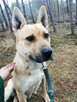 BLANKA młoda duża łagodna suczka szuka domu - 5