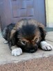 Szczeniak, sunia poleca się do adopcji - 7