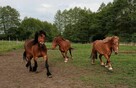 Sprzedam KONIE Zimnokrwiste - 2
