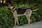 Fryc - młody, kochany psiak uratowany z łańcucha - 3