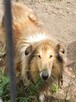 Sprzedam Psa Rasy Owczarek Szkocki Collie - 1