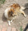 Sprzedam Psa Rasy Owczarek Szkocki Collie - 2